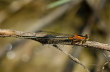 Ischnura senegalensis, female