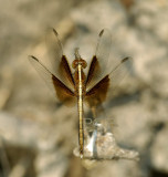 Neurothemis tullia, immature male