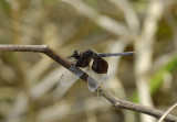 Neurothemis tullia, male