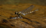 Paragomphus caprinicornis
