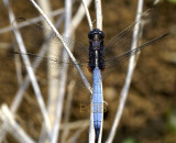Orthetrum glaucum