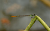 Agriocnemis minima
