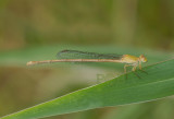 Ceriagrion olivaceum, female