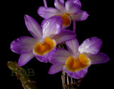 Dendrobium crepidatum,  Ueang Sai Nam Khieo,  flowers  4-4.5 cm across