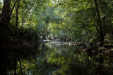 Jungle