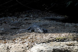 Crocodile on the river bank, Crocodylus siamensis