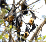 Bats