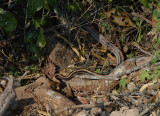 Snake, Elaphe sp.