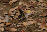 Graphium agamemnon