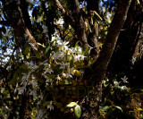 Coelogyne corymbosa , 2600 mtr. Thailand