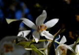 Coelogyne corymbosa, 2500 metres, 14 cel. hum. is 45 %