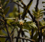 Dendrobium uniflorum, close