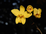 Terrestrial orchid, Spathoglottis lobbii