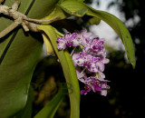 Rhynchostylis gigantea