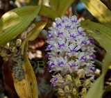 Rhynchostylis coelestis