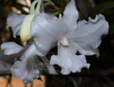 Dendrobium virgineum f alba, laos, flowers 11 cm