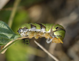 Caterpillar spinning cocoon