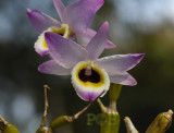 Dendrobium findlayanum, form oculatum, local name is Ueang Phuang Yok-Wai Pom