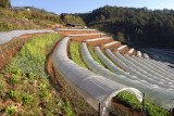 Greenhouses Karen hilltribe, in the mountains it's very cold at night (freezing)
