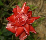 Wild ginger