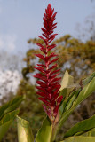 Wild Laos plant
