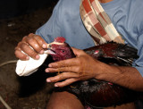 Fighting cock kaytee kayshon