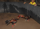Fighting cock kaytee kayshon