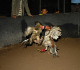 Fighting cock kaytee