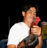 Fighting cock champ.