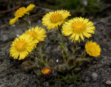 Klein hoefblad, Tussilago farfara, een zeer ondergewaardeerd plantje