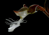 Anoectochilus setaceus