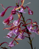 Epidendrum spec.