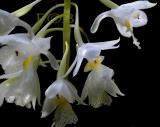 Diaphananthe sp. flowers 1 cm