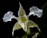 Dendrobium forbesii, close-up