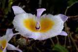 Dendrobium gratiotissimum variety semi alba
