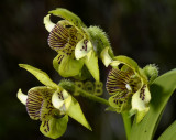 Dendrobium  macrophyllum, side view