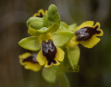 Ophrys sicula, form Chios