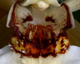 Coelogyne lawrenceana throat