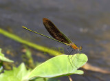 Neurobasis chinensis