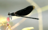 Matrona basilaris nigripectus