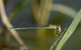Ischnura senegalensis, female