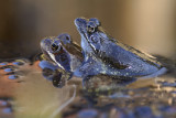Kikkers, Rana temporaria (bruine kikker)