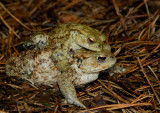 Padden van de zandgrond, lichter van kleur als die van het laagveen