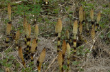 Reuzenpaardestaart, sporenkolven, Equisetum telmateia