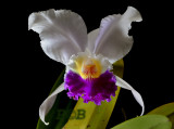 Cattleya trianaei semi-alba
