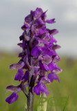 Harlekijnorchis, Anacamptis morio, purple