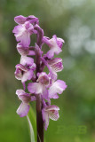 Anacamptis morio, pink