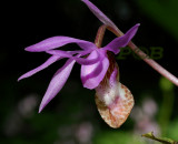 Calypso bulbosa close-up, Lapland, Finland, Siberië, Alaska en Canada