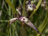 Bokkenorchis met 3 lippen