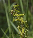 Grote keverorchis, Neottia ovata  syn.  Listera ovata